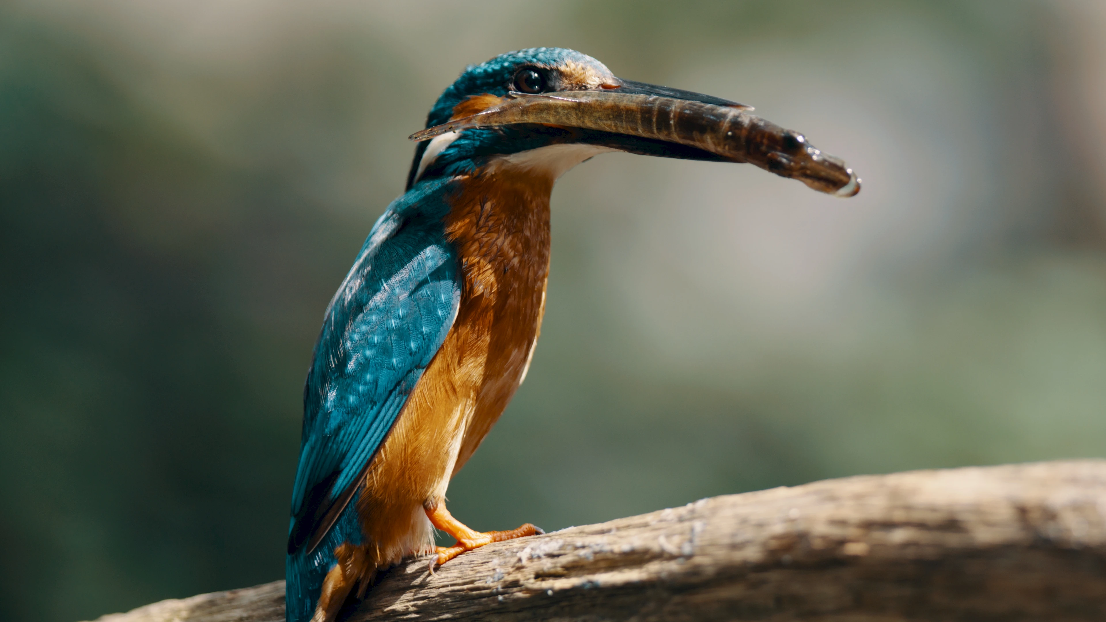 De Biesbosch: Natuur in Beweging